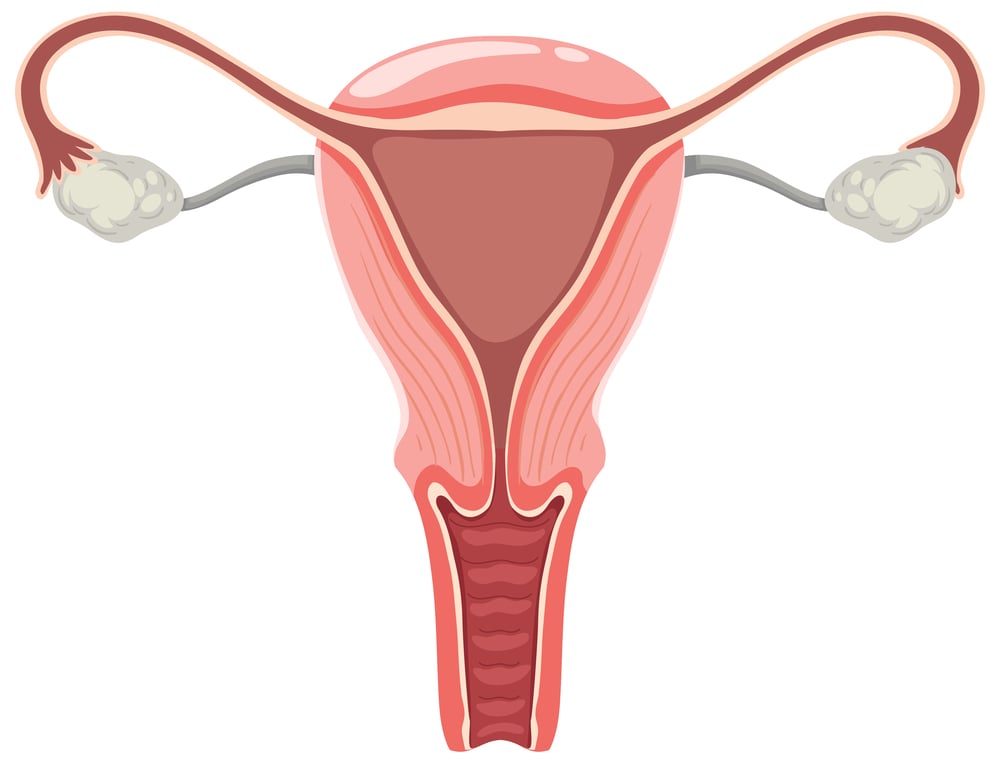 Womb& Ovaries Womb& Ovaries